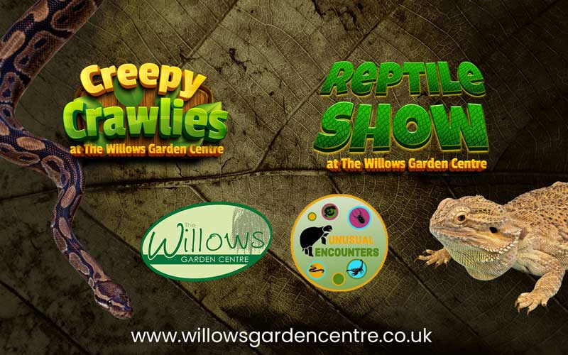 Reptile creepy show